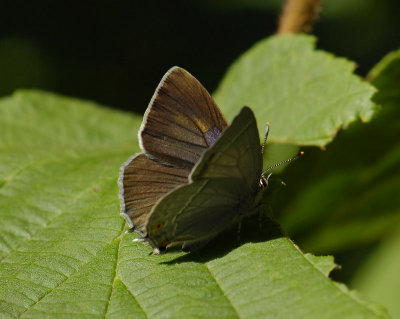 2047 Favonius quercus 3801.jpg