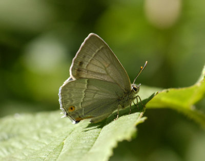 2047 Favonius quercus 3803.jpg