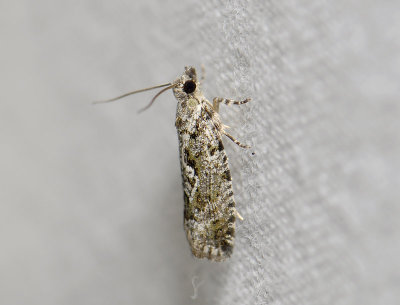 1468 Zeiraphera isertana 3924.jpg