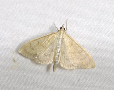 1918   Paratalanta hyalinalis  3955.jpg