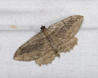 2411   Philereme transversata  3957.jpg