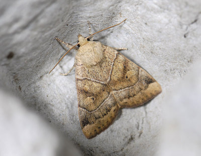 2831 Cosmia trapezina 3977.jpg