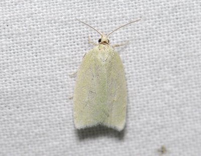 1235 Tortrix viridana 3993.jpg