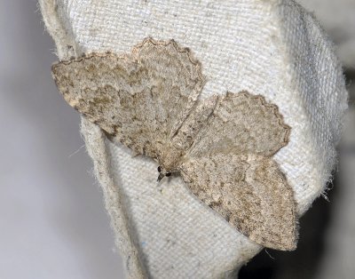 2410 Philereme vetulata 4008.jpg