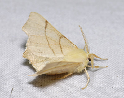 2210 Ennomos erosaria 4065.jpg