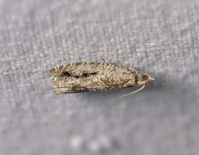 1445   Epinotia signatana  4206.jpg