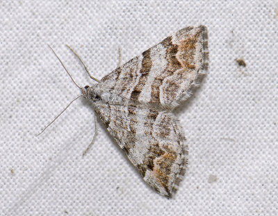 2494   Carsia sororiata  4222.jpg