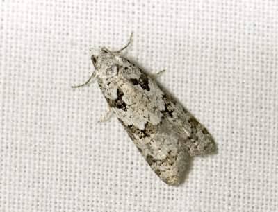 1280   Eana penziana  4238.jpg
