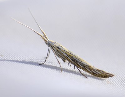 0809   Coleophora lixella  4335.jpg