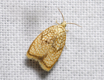 1238 Acleris forsskaleana 4612.jpg