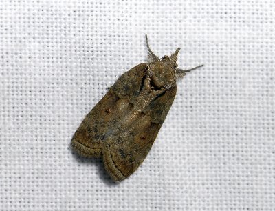 3086 Nycteola revayana 4638.jpg
