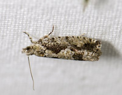 1468 Zeiraphera isertana 4664.jpg