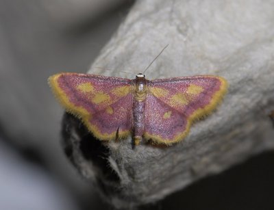 2308   Idaea muricata  4735.jpg