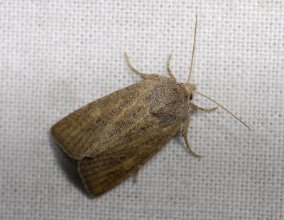 2891 Chortodes fluxa 4737.jpg