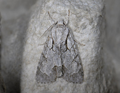 2561 Acronicta psi 4963.jpg