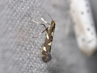 0325 Calybites phasianipennella 5018.jpg