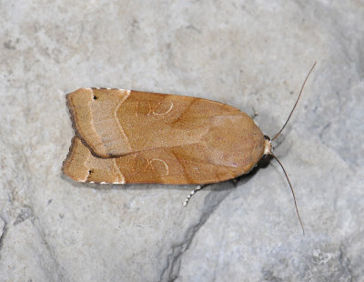 3002   Noctua fimbriata  5037.jpg