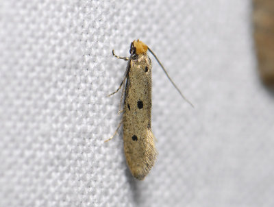0229 Tinea trinotella 5040.jpg