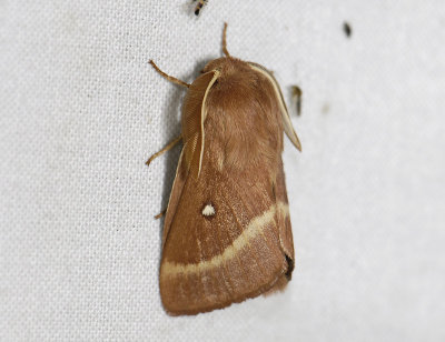1940   Lasiocampa trifolii  5122.jpg
