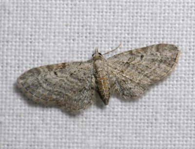 2434   Eupithecia tenuiata  5138.jpg