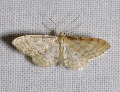 2312   Idaea fuscovenosa  5147.jpg