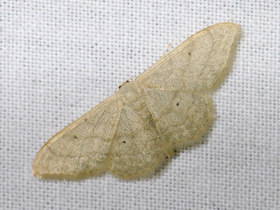 2320   Idaea straminata  5165.jpg