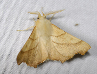 2209 Ennomos fuscantaria 5177.jpg