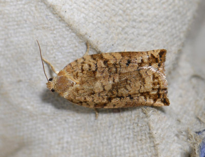 1305 Archips oporana 5297.jpg