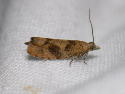 1441   Epinotia solandriana  5590.jpg