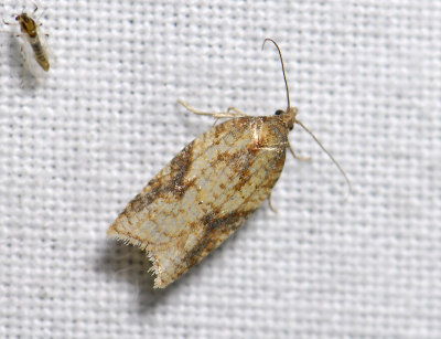 1253 Acleris aspersana 5633.jpg