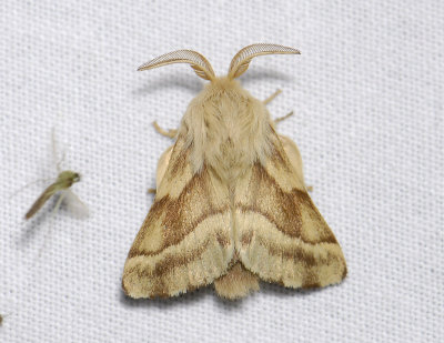 1939   Malacosoma castrensis  5641.jpg