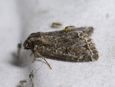 2825 Parastichtis ypsillon 5703.jpg
