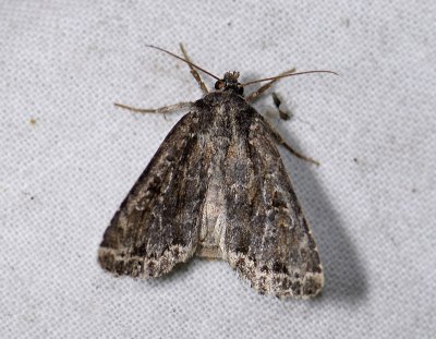 2825 Parastichtis ypsillon 5706.jpg