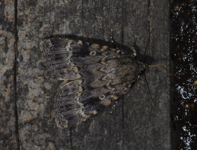 2708   Amphipyra berbera  5815.jpg