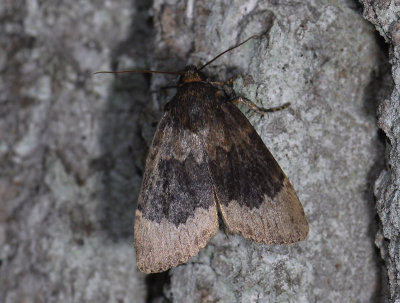 2709   Amphipyra perflua  5833.jpg