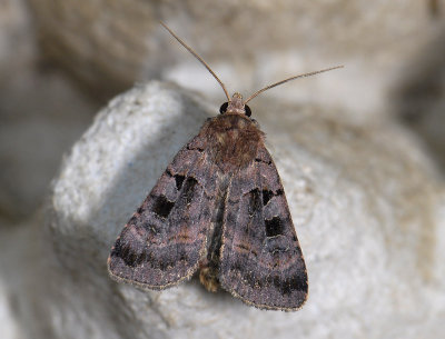 3046 Xestia rhomboidea 5892.jpg