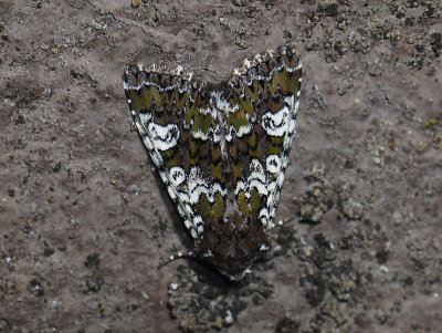2785 Polymixis gemmea 5909.jpg