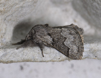 1933   Trichiura crataegi  5982.jpg