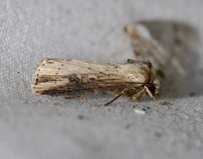 2990 Axylia putris 6001.jpg