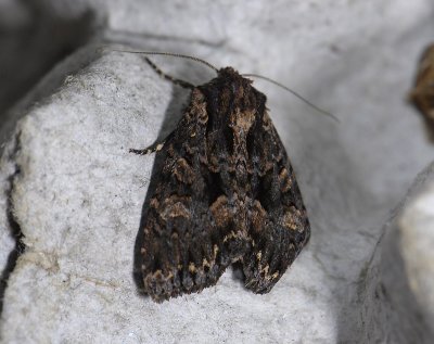 2789 Blepharita satura 6273.jpg