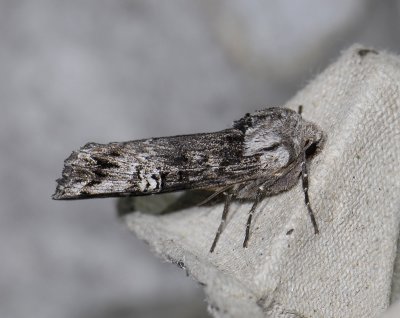 2773 Lithomoia solidaginis 6320.jpg