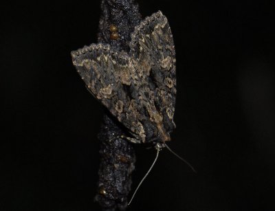 2789 Blepharita satura 6409.jpg