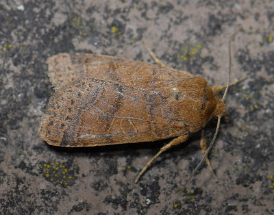 2752 Agrochola nitida 6417.jpg