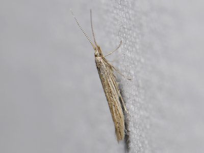 0828   Coleophora jaernaensis  2281.jpg