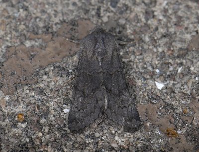 2781 Aporophyla lutulenta 6527.jpg