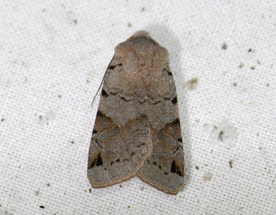 2753 Agrochola litura 6528.jpg