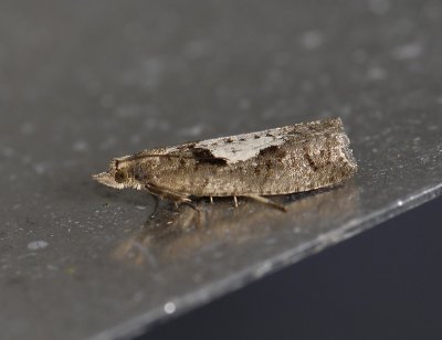 1439   Epinotia brunnichana  6583.jpg