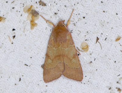 2754 Agrochola helvola 6575.jpg