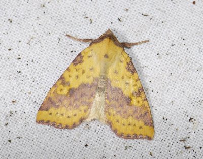 2747 Xanthia togata 6592.jpg