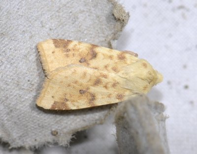 2748 Xanthia icteritia 6601.jpg